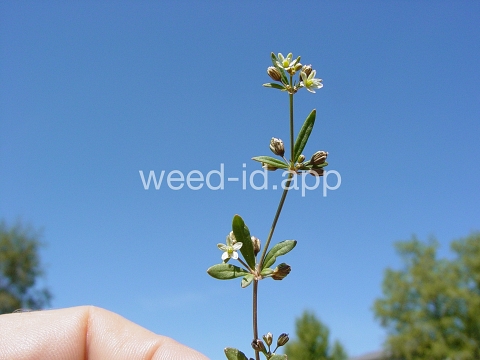 carpetweed